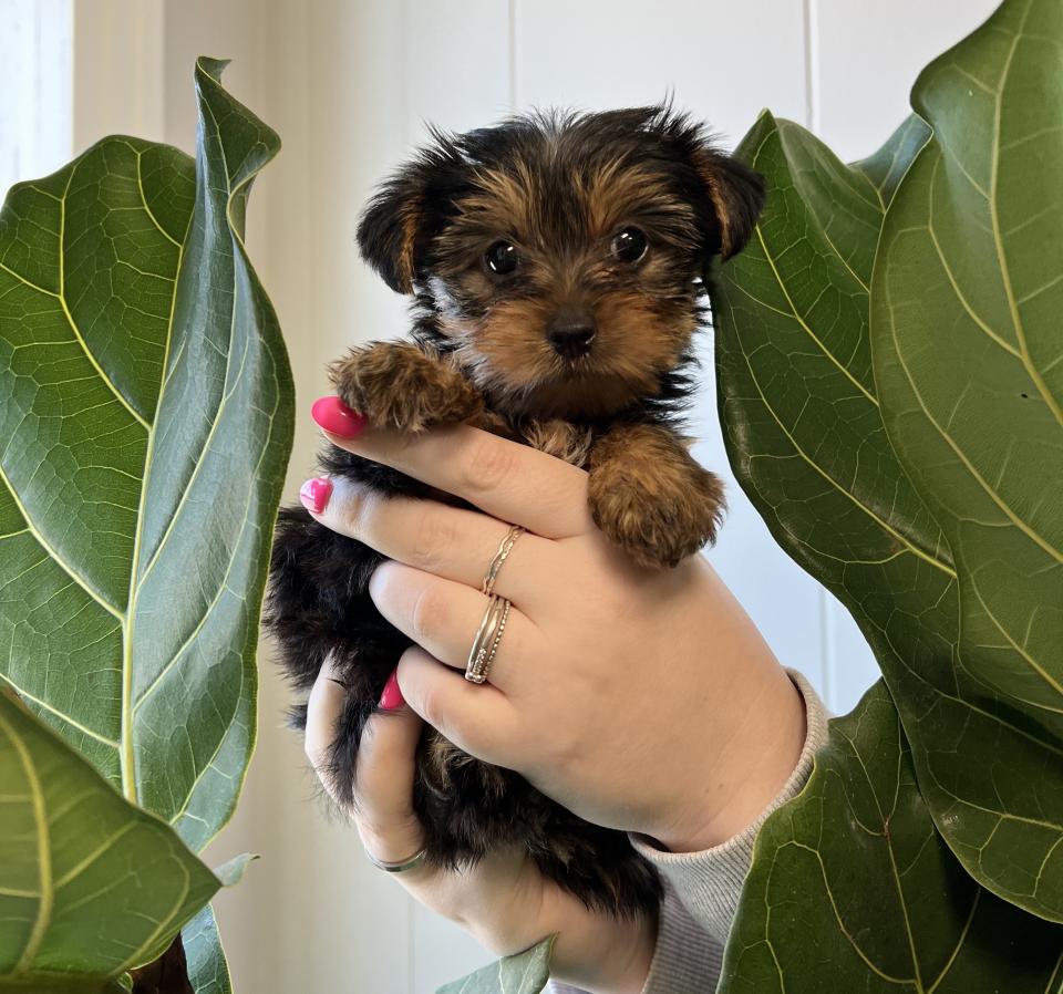 Morkie puppy shops care